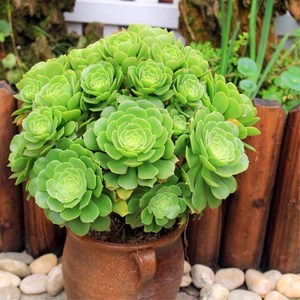 绿羊绒法师多头群生老桩手捧花多肉植物盆景办公室阳台肉肉绿植