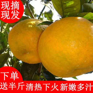 泡柑抛柑