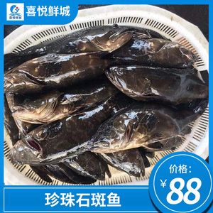 珍珠斑鲜活珍珠石斑鱼鲜鲜大石斑鱼野生海捕海鱼湛江海鲜约2斤1条