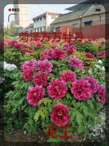 菏泽万万牡丹精品研究牡丹专家孙景联观赏牡丹花王自产品质正宗