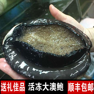 冷冻活冻澳洲鲍鱼鲜活澳鲍澳大利亚特大黑边鲍鱼新西兰黑金鲍鱼