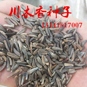 川木香种子云木香籽中草药庭院盆栽绿植广木香野生两面针中药材籽