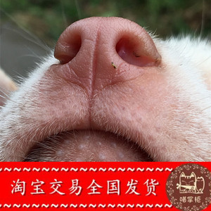 下司犬贵州原生态纯种五红半成犬中短毛下司狗狗活体包邮喵掌柜