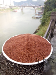 广西梧州岑溪特产鸭脚粟龙爪粟 鸡爪粟 拳头栗 红粟米7.8元一斤