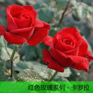 红玫瑰花苗红色玫瑰花系列卡罗拉 切花月季 盆栽地栽带花苞发货