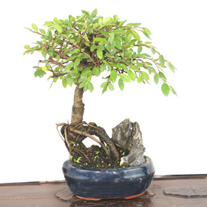 榆树盆景小品盆栽办公室绿植造型老桩小叶悬崖式熟桩花盆桌面微景
