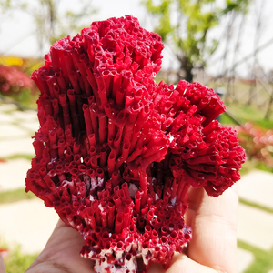 超大珊瑚骨造景海缸海底真珊瑚摆件天然海珊瑚石化石礁石大块