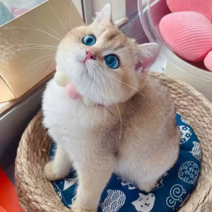 蓝金英短长毛宠物小奶猫英国短毛猫幼崽赛级矮脚虎猫小萌企业店600