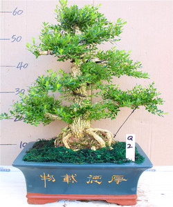 老桩造型珍珠黄杨盆景植物室内树桩盆栽大型盆景树桌面绿植客厅