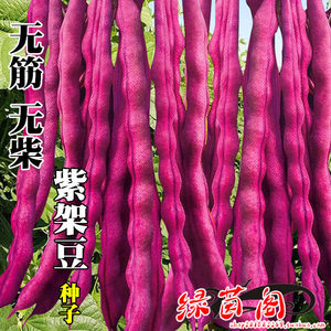 紫色芸豆种籽秋紫架豆角四季豆眉豆红豇豆纤维少肉厚荚长蔬菜种子