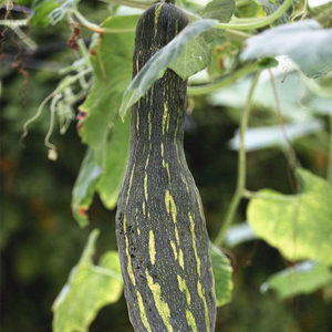 花皮南瓜种籽孑七叶早神奇砍瓜早熟高产长吊瓜菜园春季播蔬菜种子