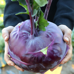 紫丕兰菜种子红丕蓝苤蓝籽春秋冬季阳台盆栽农家菜园耐寒蔬菜种孑