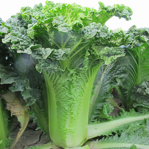 青麻叶大白菜籽长筒包心绿叶小青菜种子高产农家菜园秋播蔬菜种孑