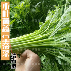 小叶茼蒿菜籽皇帝菜光杆菜种菊花四季盆栽大田青菜蔬菜种孑菜种子