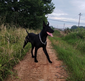黑狼犬幼犬纯种活物养殖中华墨界看家护院豹系狼青大骨架成年辟邪