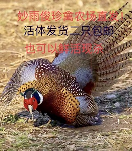 正宗七彩山鸡活体 精品野山鸡公母一对包邮成年大珍珠五黑鸡 雉鸡