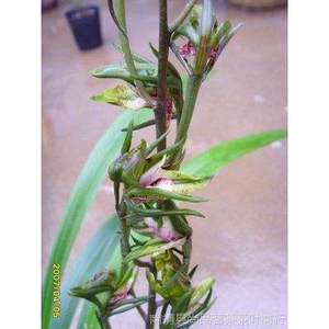 墨兰十大奇花之一 神州奇兰花 兰花苗花卉绿植盆栽室内植物