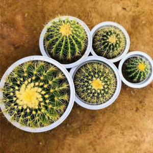 金虎仙人球盆栽植物阳台庭院趣味吸甲醛美虎多肉花卉好养易活绿植