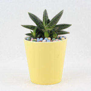 桌面盆栽 元宝兰 元宝花 微型盆景 防止辐射 多肉植物中的君子兰