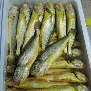 舟山海鲜 半野生黄鱼 黄花鱼 3-4两/条 3斤装