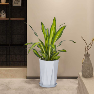 梦邦也门铁办公室居家绿植吸甲醛净化空气大型植物盆栽同城配送