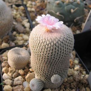 描春小人帽子月世界属开花仙人球仙人掌科多肉植物盆栽花卉防辐射