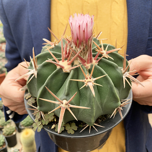 描春实生超大凌波仙人球小盆栽会开花防辐射室内仙人掌多肉植物