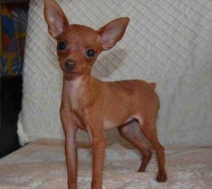 袖珍狗超小型犬