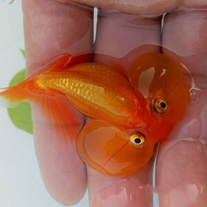 金鱼活体观赏鱼黄金水泡五花水泡泡泡鱼大水泡