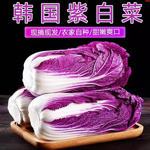 新鲜紫白菜韩国韩裔白菜酒店配菜沙拉专用特菜生吃拌菜5斤包邮