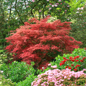 日本枫树新千染盆景盆栽观叶植物绿植庭院阳台日式庭院树阳台枫叶