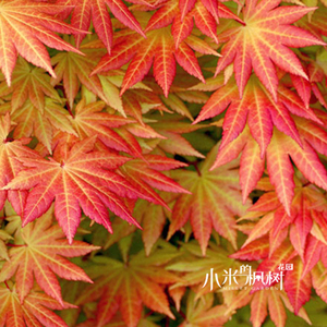 秋月 日本枫 进口红枫新品种 团扇叶白泽槭 阳台庭院室内盆栽枫树