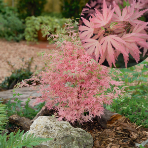 泰勒红枫树苗绿植日本枫树粉色叶庭院花园室内盆栽绿植园艺植物