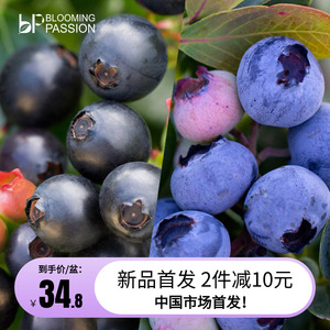 BP花卉蓝莓盆栽甜浆银色加利果量大易养植物果树耐寒庭院阳台花园