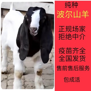 纯种波尔小羊羔努比亚黑山羊公羊母羊萨能奶山羊活羊养殖杜波绵羊