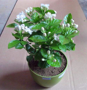 茉莉花盆栽花苗盆景植物花卉法国香水室内阳台庭院花卉绿植栀子花