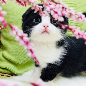 折耳猫黑白