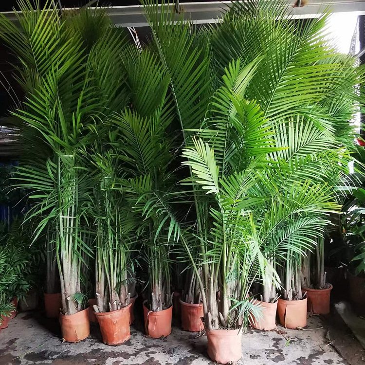 国王椰子大棵植物室内客厅大型绿植阳台净化空气庭院四季好养花