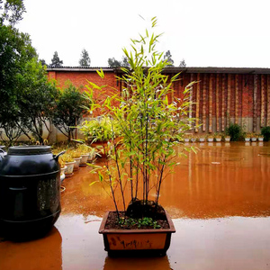 紫竹苗种子小苗室内小型矮化紫竹盆栽庭院绿植紫竹盆景名贵竹子