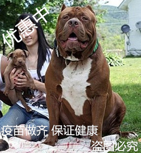 比特犬活体 猛犬纯种比特犬幼犬 斗狗 巨型犬大骨架大型比特