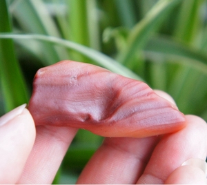 新疆阿勒泰富蕴县杜热原石红白俏色螺旋纹沙漠漆把件挂件包金吊坠