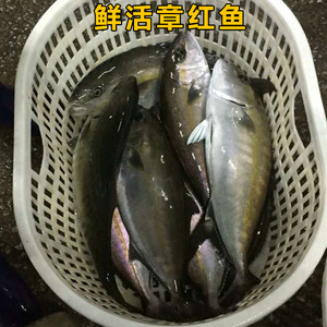 章红鱼鲜活
