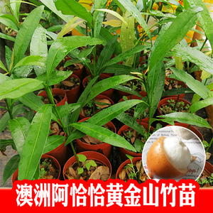 新品水果黄金山竹阿恰恰阿恰恰山竹种子苗黄皮山竹果苗包邮