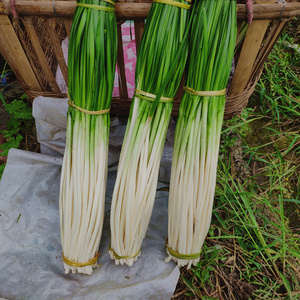 【绿源生鲜】四川农家新鲜蔬菜韭白非韭黄韭菜烧烤蔬菜韭菜花 3斤