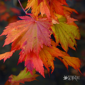 日本红枫进口种苗羽团扇 羽扇槭 大勇acer japonicum"oisami"
