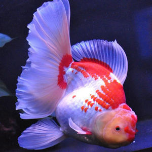 国狮金鱼狮子头