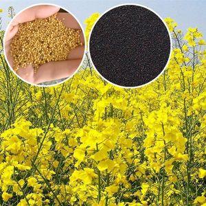 【黄色油菜籽芸苔子油菜花种子】可榨油观赏食用油菜籽油菜种子