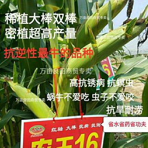 高产玉米种子大全矮杆大棒抗病抗虫抗旱国审苞米种南方北方