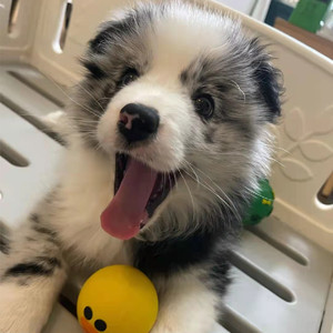 陨石边牧幼犬宠物狗狗活体纯种三色蓝陨石边境牧羊犬赛级中小型犬