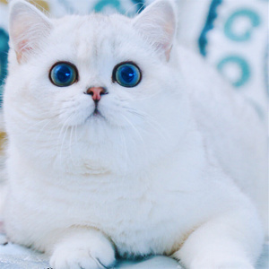 北京猫舍纯种英国短毛猫蓝眼睛银点猫幼猫活体幼崽银渐层英短纯白